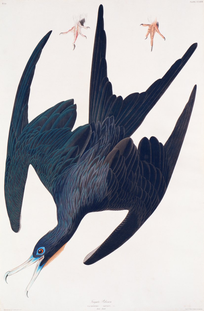 Fırkateyn Pengueni, Birds of America