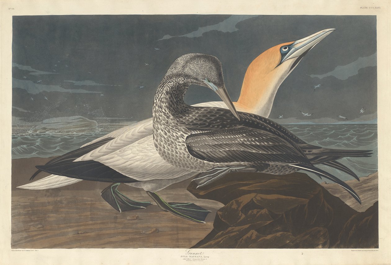 Gannet, 1836 by John James Audubon