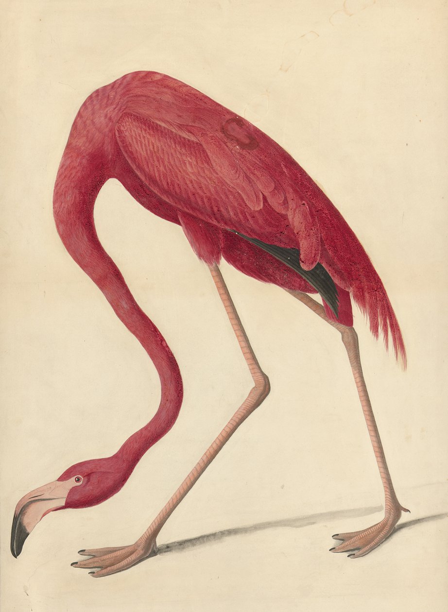 ಗ್ರೇಟರ್ ಫ್ಲೆಮಿಂಗೊ, 1838 (wc, ಮೊಟ್ಟೆಯ ಬಿಳಿ ಮತ್ತು ಕಾಗದದ ಮೇಲೆ ಗ್ರ್ಯಾಫೈಟ್) ಟರ್ಕ್ by John James Audubon