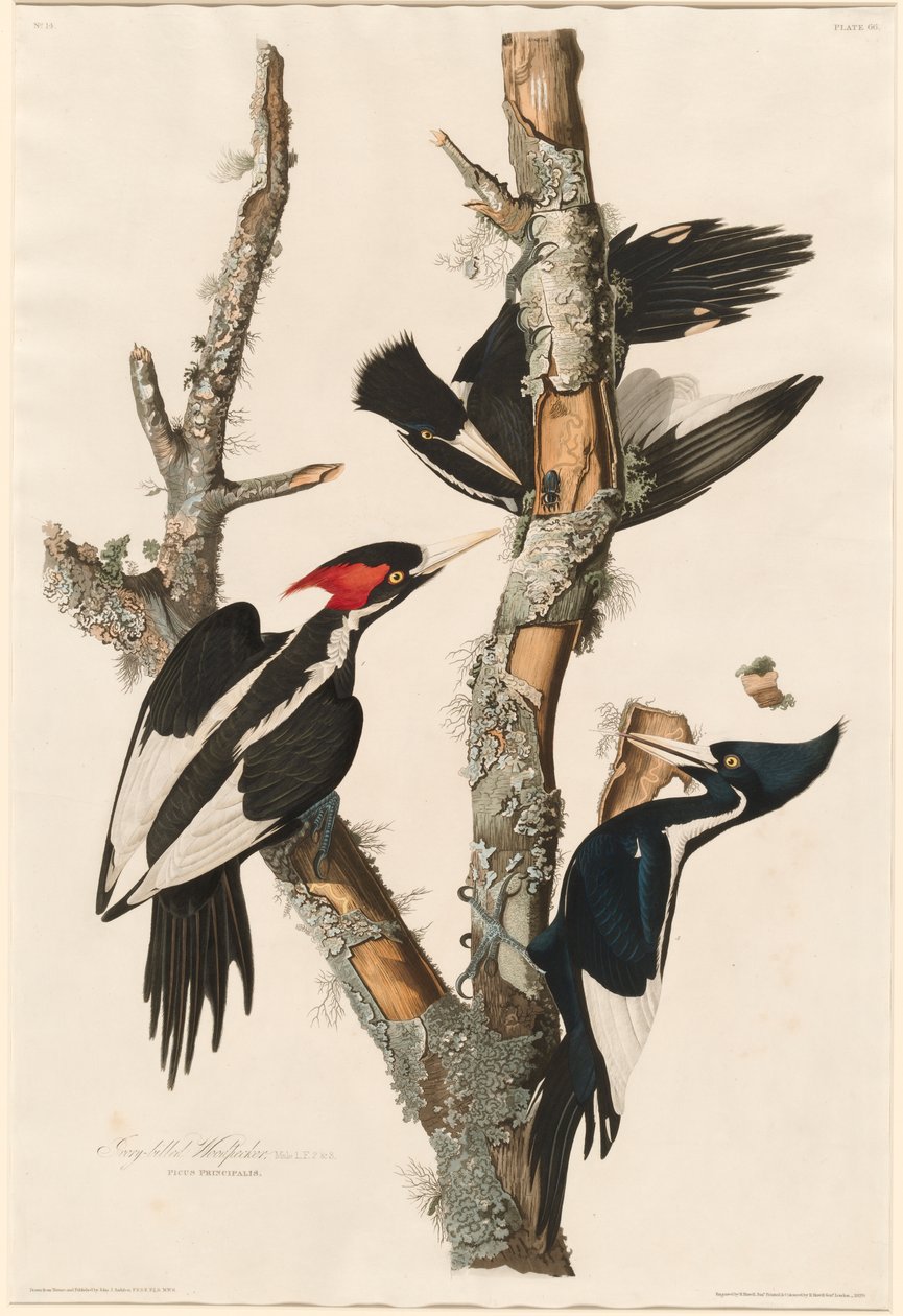 Fildişi gagalı ağaçkakan, 1829 by John James Audubon