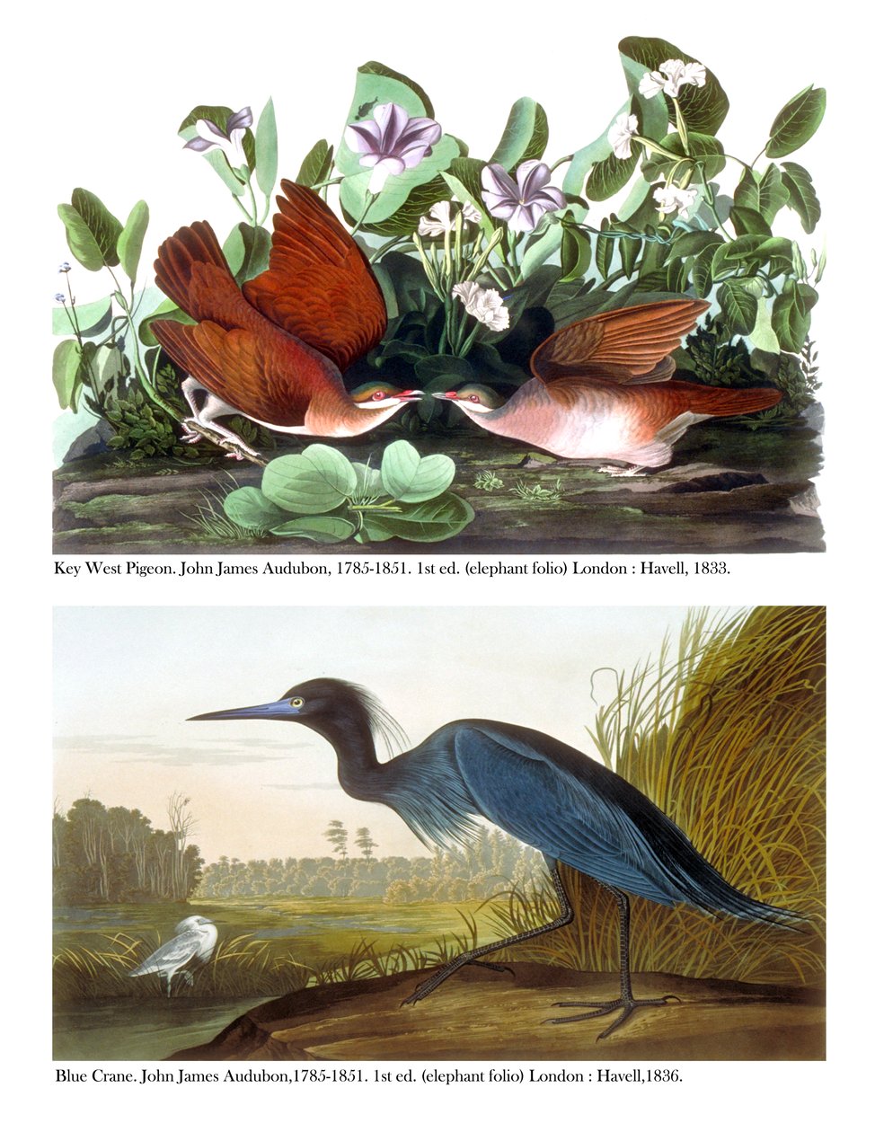 Key West Güvercin ve Mavi Turna, c.1833-36 by John James Audubon