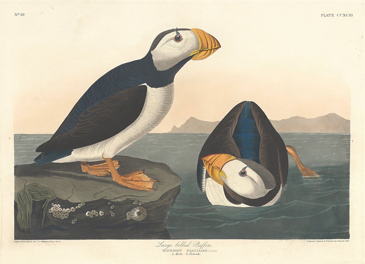Büyük gagalı Puffin, 1836 by John James Audubon
