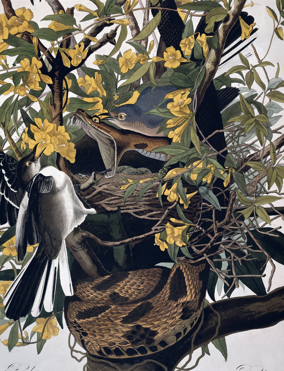 Alaycı Kuşlar ve Çıngıraklı Yılan, Birds of America