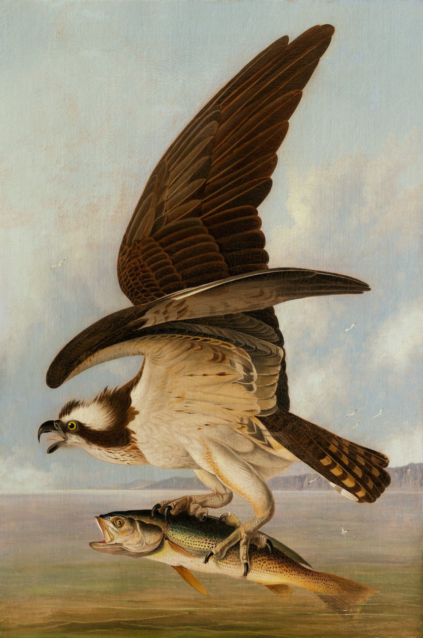 Osprey ve Weakfish, 1829 (sunta üzerine tuval üzerine yağlı boya) by John James Audubon