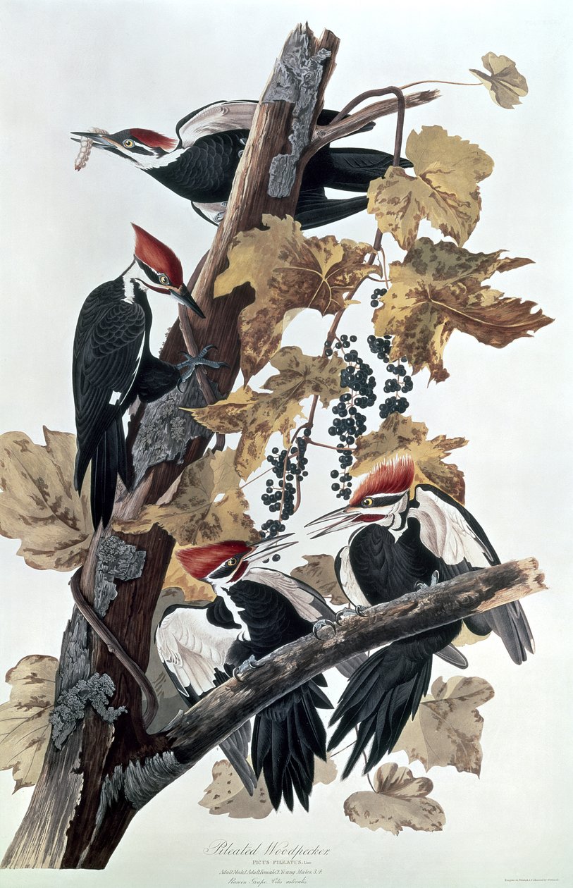 Pileli ağaçkakan by John James Audubon