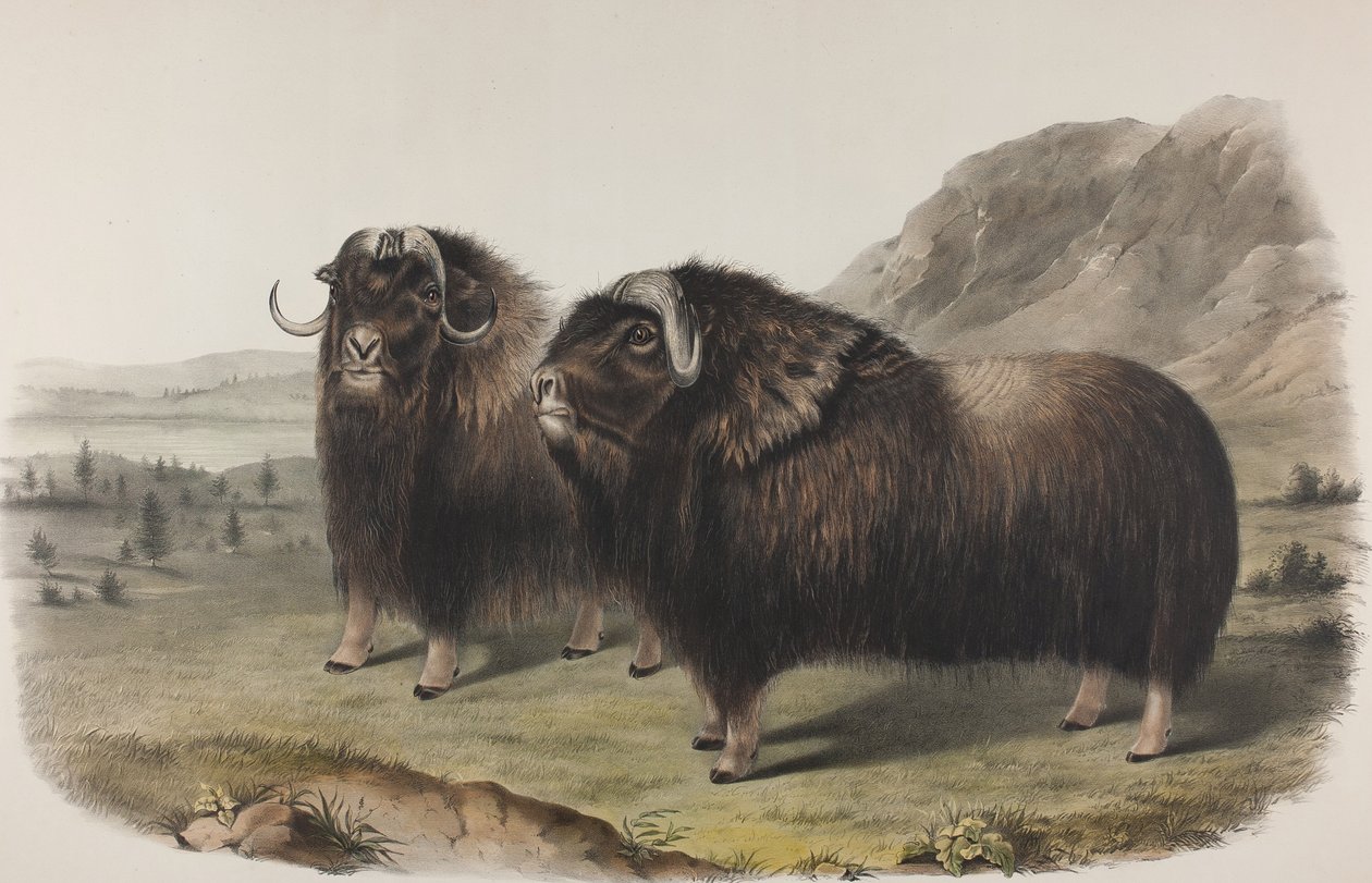 Amasoko Abbey, Korali by John James Audubon