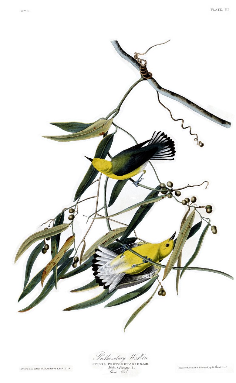 John James Audubon