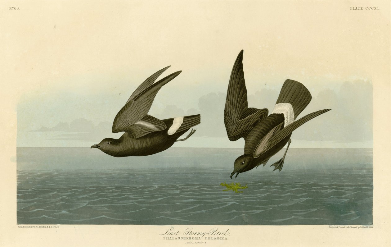 Least Stormy-Petrel