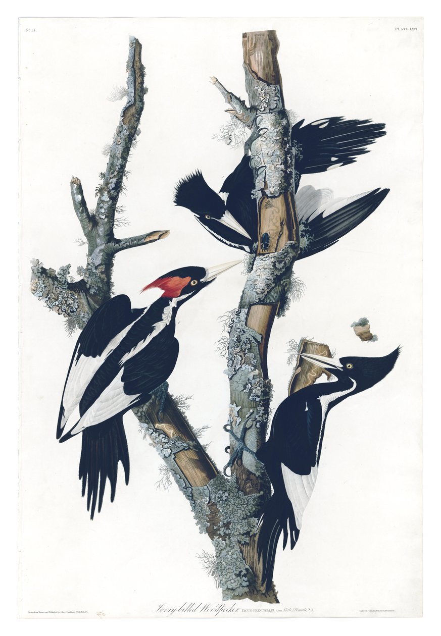John James Audubon