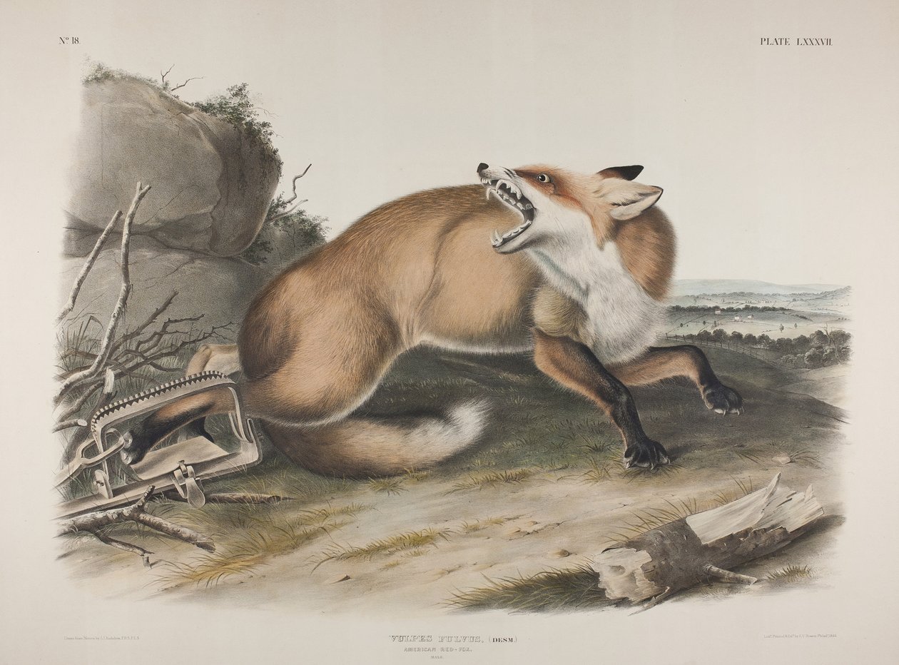 Plate 87. Vulpes Fulvus, Desm. American Red Fox, 1846 (hand coloured & colour printed litho on wove paper) by John James Audubon