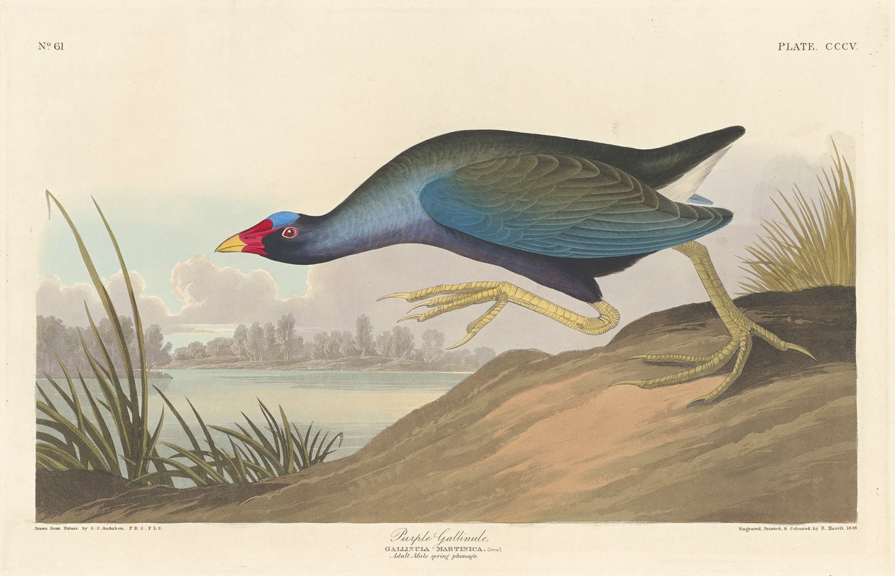 Mor gallinül, 1836 by John James Audubon