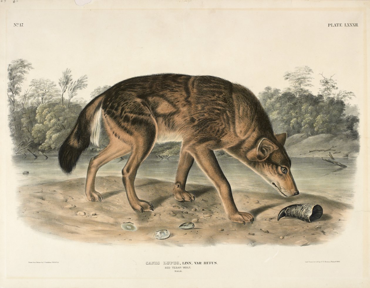 Red Texan Wolf (Canis Lupus), 1845 (hand-coloured lithograph) by John James Audubon