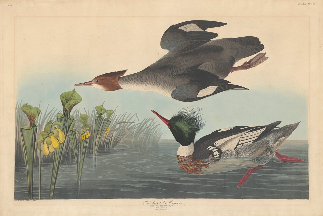Kızıl göğüslü Merganser, 1838 by John James Audubon