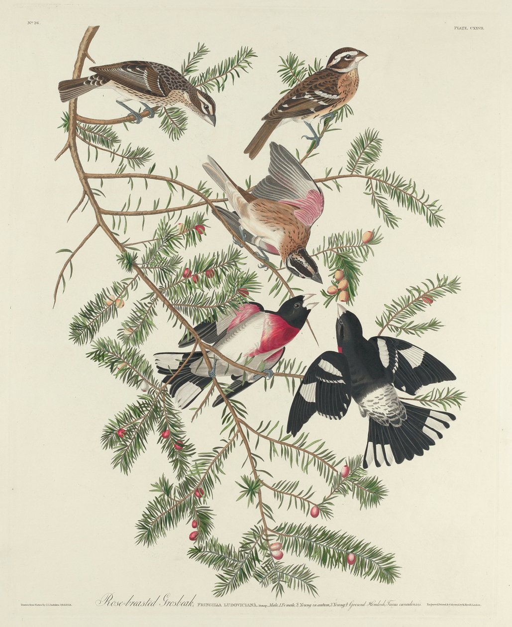 Gül göğüslü Grosbeak, 1832 by John James Audubon