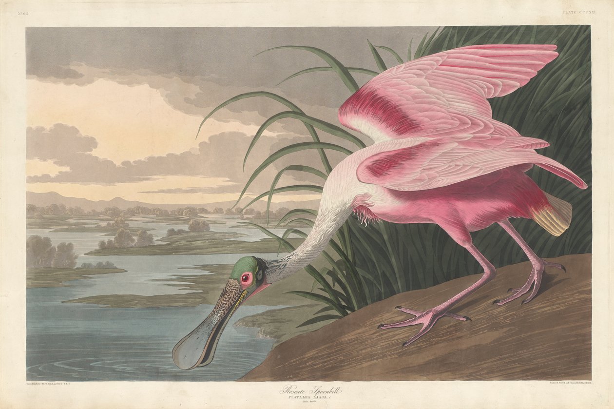 Roseate Kaşıkçı, 1836 by John James Audubon