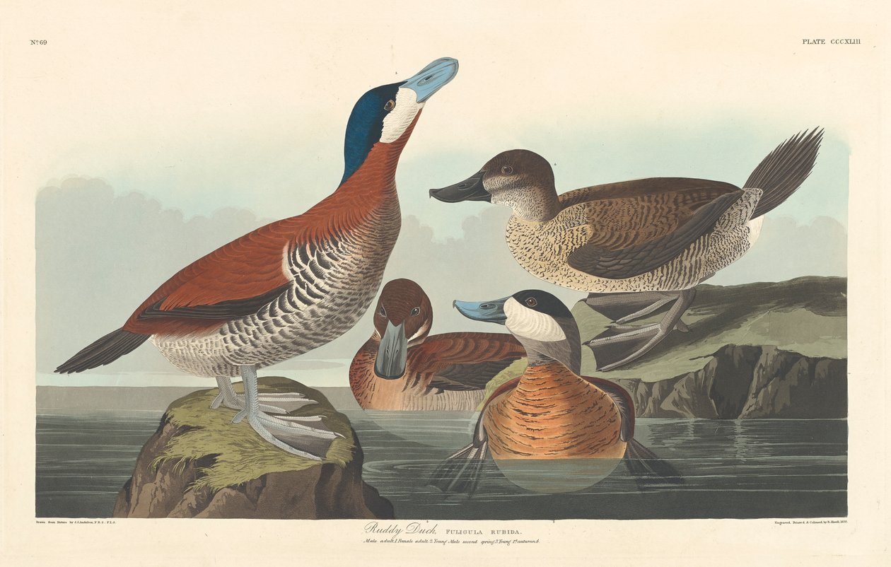 Kızıl ördek, 1836 by John James Audubon
