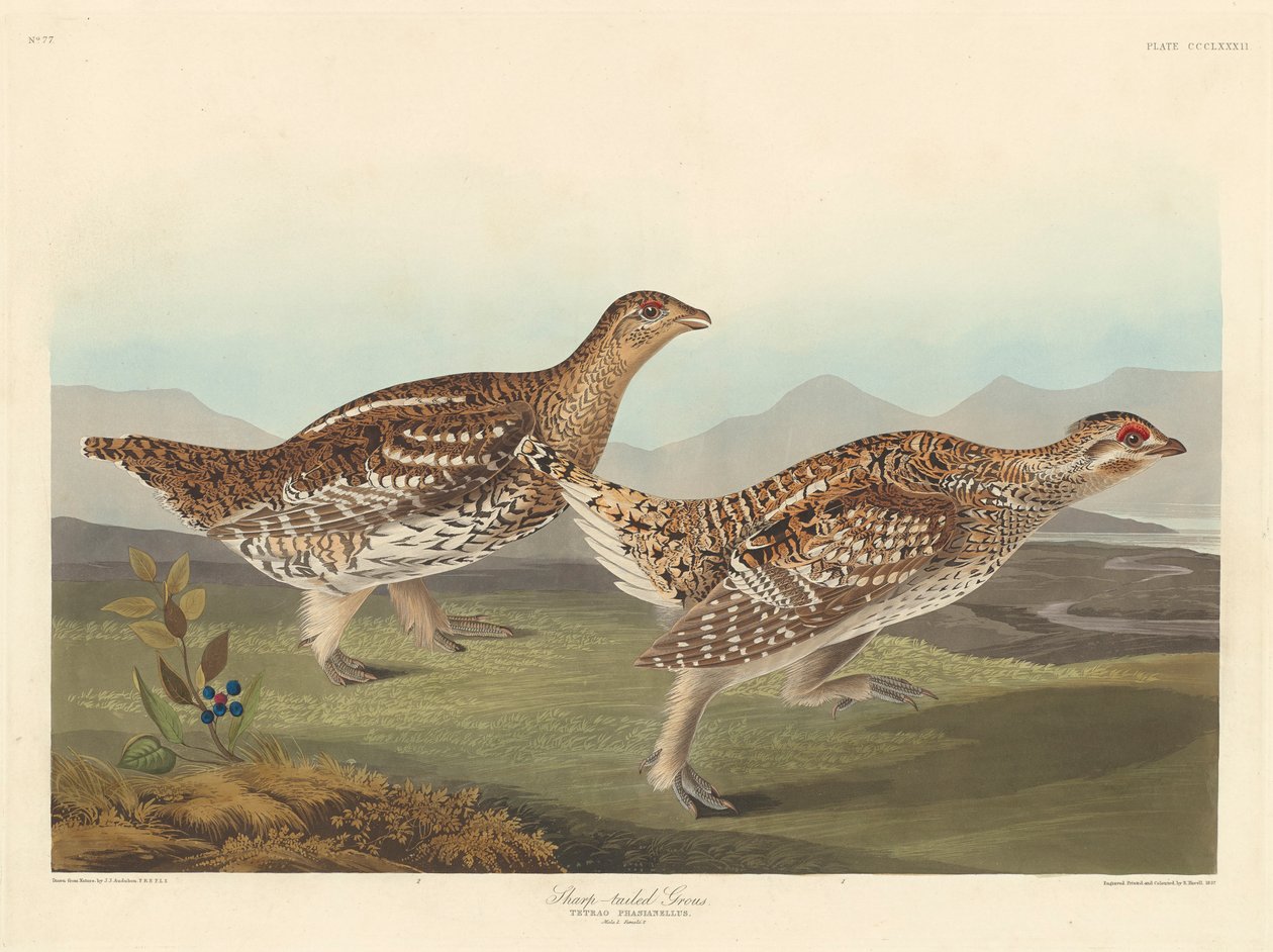 Keskin kuyruklu Grous, 1837 by John James Audubon