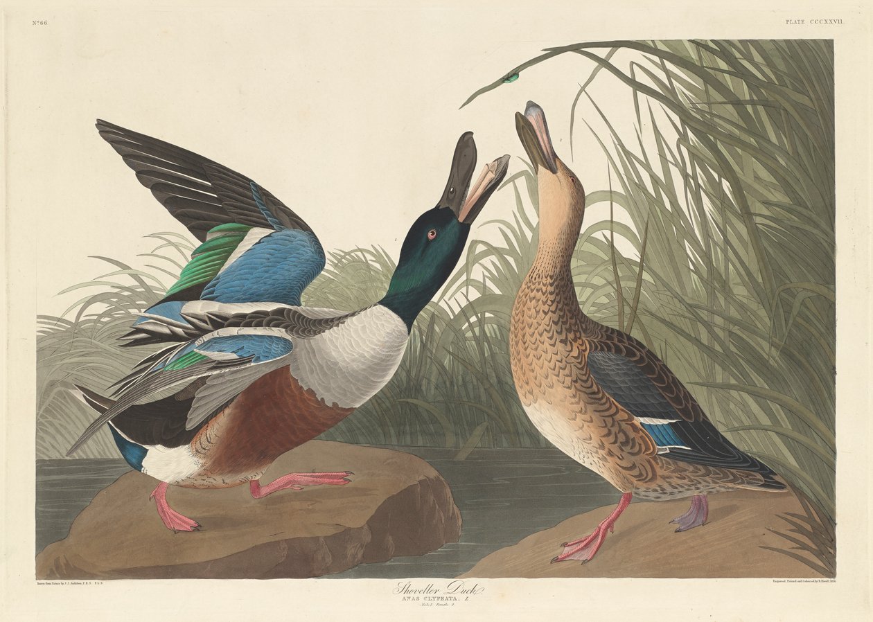 Kürek Ördeği, 1836 by John James Audubon