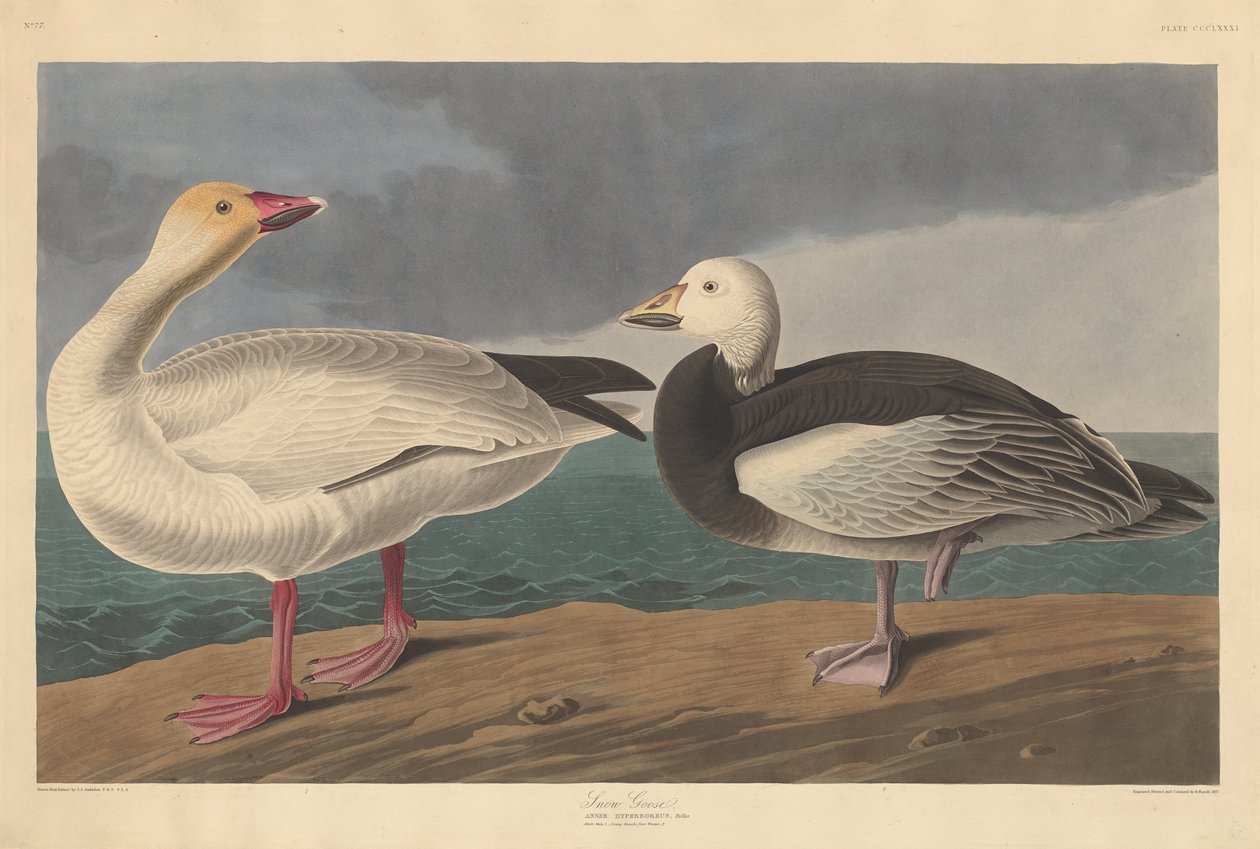 Kar kazı, 1837 by John James Audubon