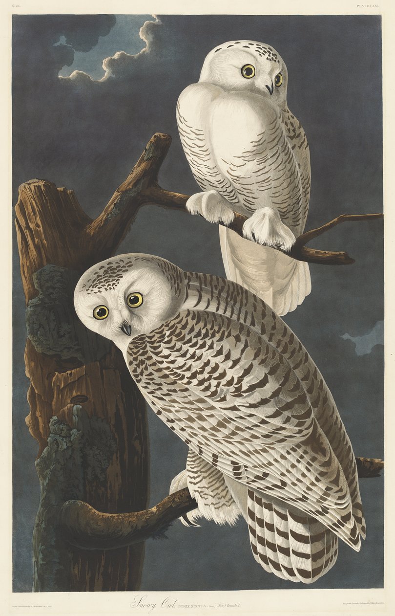Kar Baykuşu, 1831 by John James Audubon