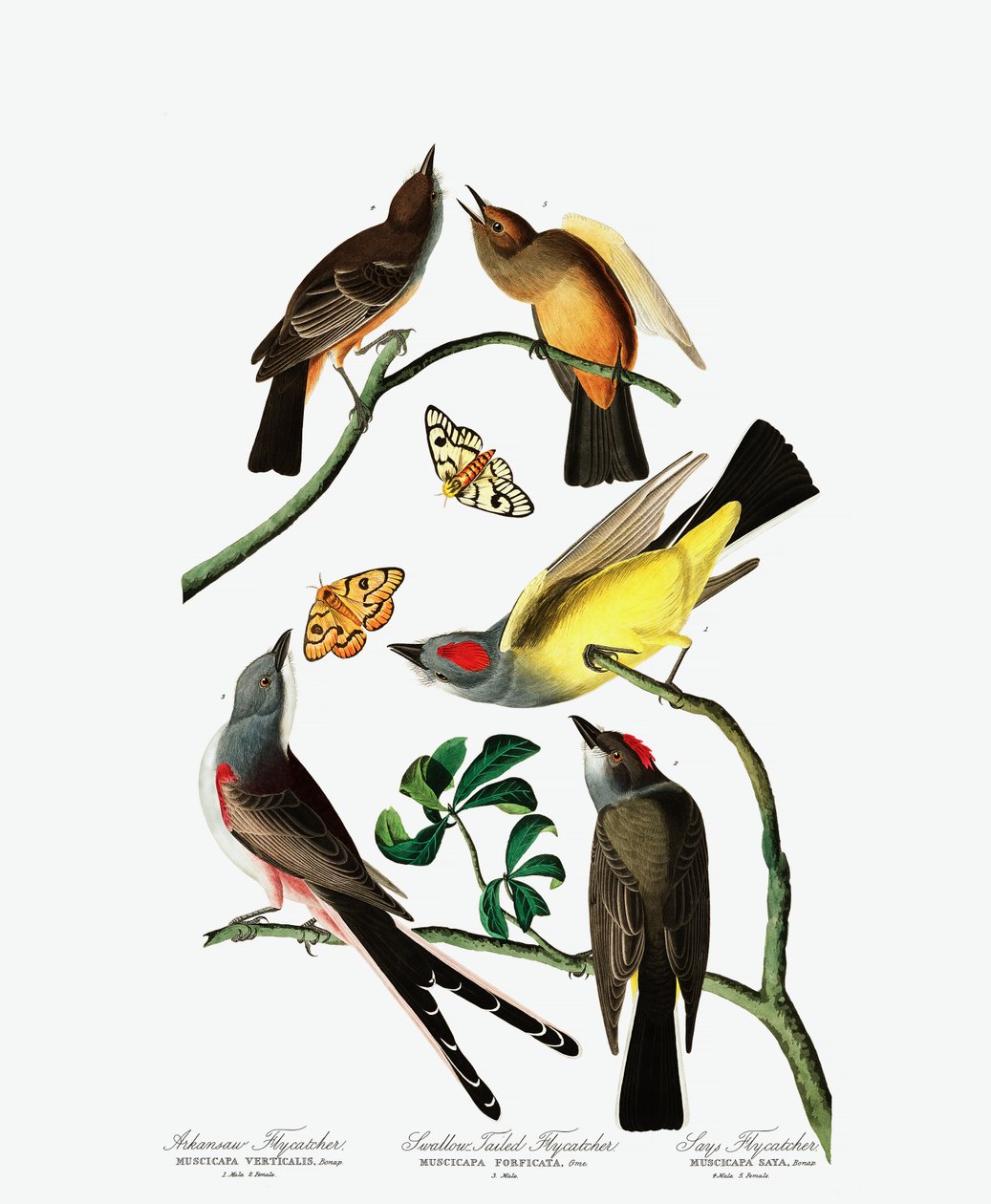 Three Varieties of Flycatcher, from The Birds of America by John J. Audubon, pub. 1827-38 (hand coloured engraving) by John James Audubon