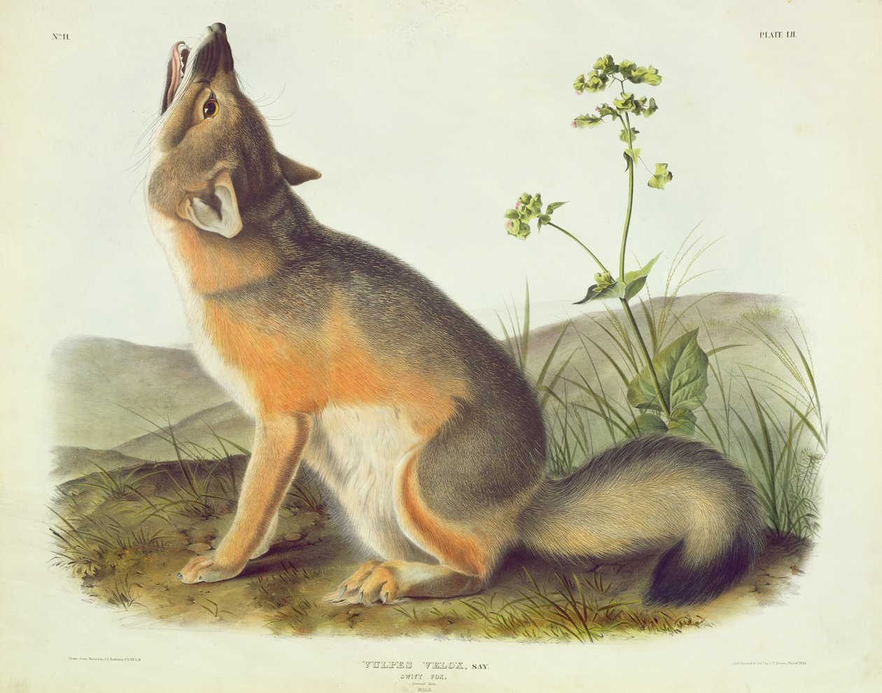 Vulpes Velox (Swift Fox), John T. Bowen (1801-c.1856) tarafından oyulmuş 