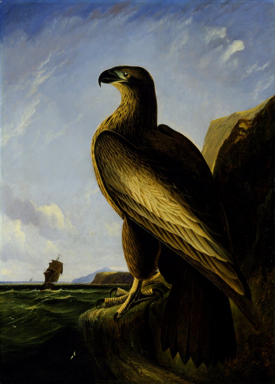 Washington Deniz Kartalı by John James Audubon