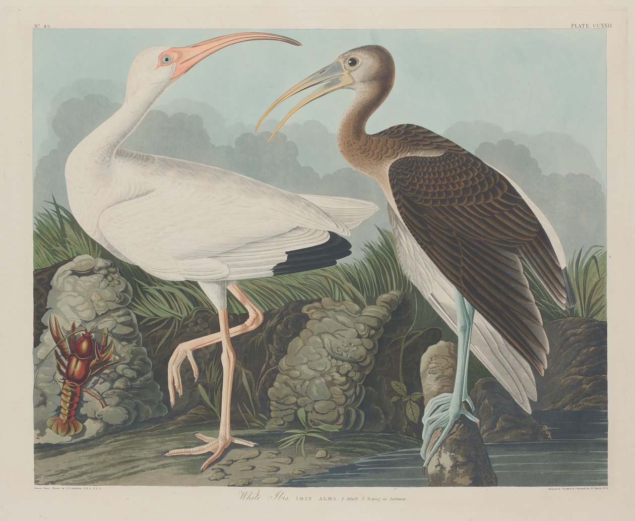 Beyaz Ibis, 1834 by John James Audubon