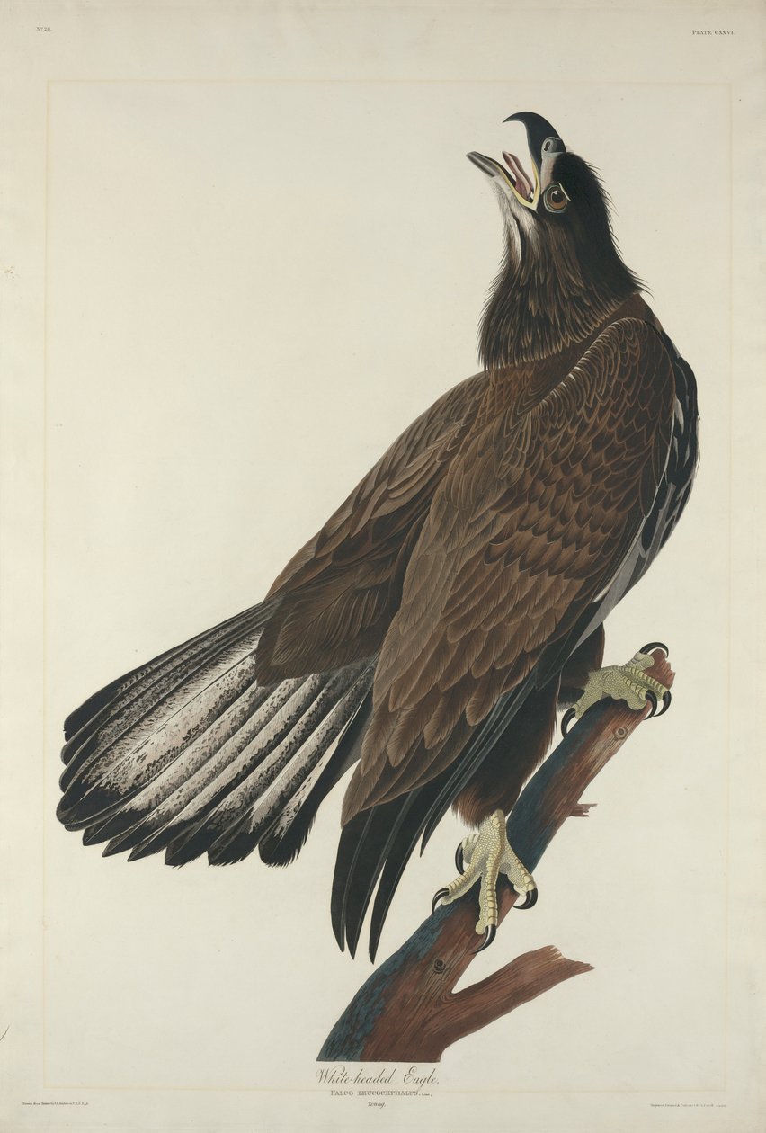 Ak Başlı Kartal, 1832 by John James Audubon