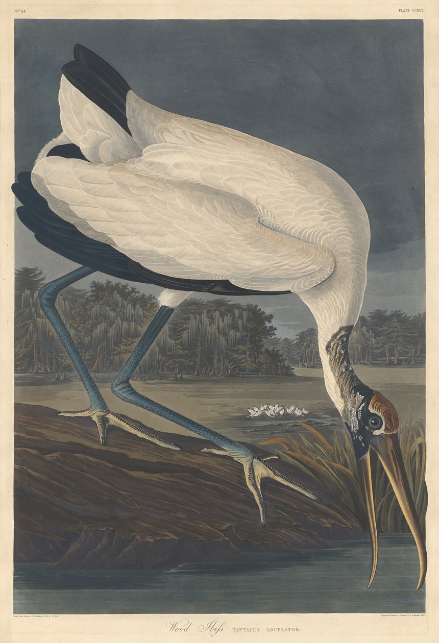 Ahşap Ibis, 1834 by John James Audubon