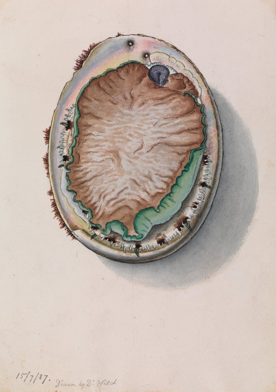 Yeşil dudaklı Abalone, Haliotis laevigata by John James Wild