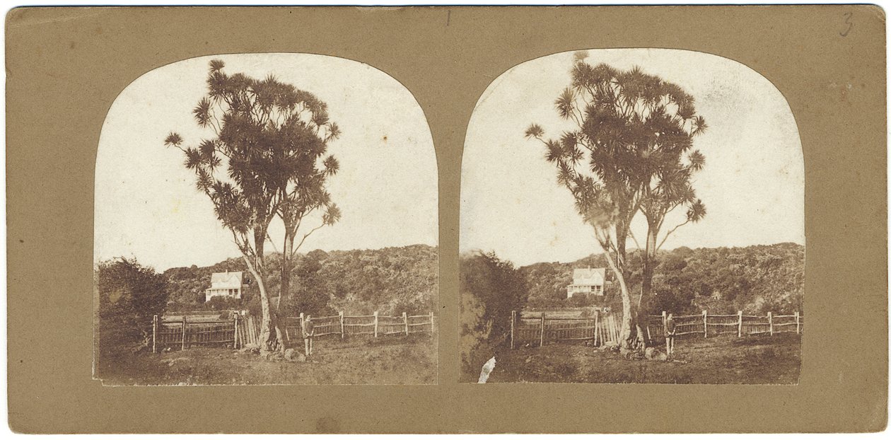 Lahana ağacı olarak adlandırılan Yerli Ti veya Manuku Ağacı örneği, Auckland, Yeni Zelanda (albüm baskısı) by John Kinder