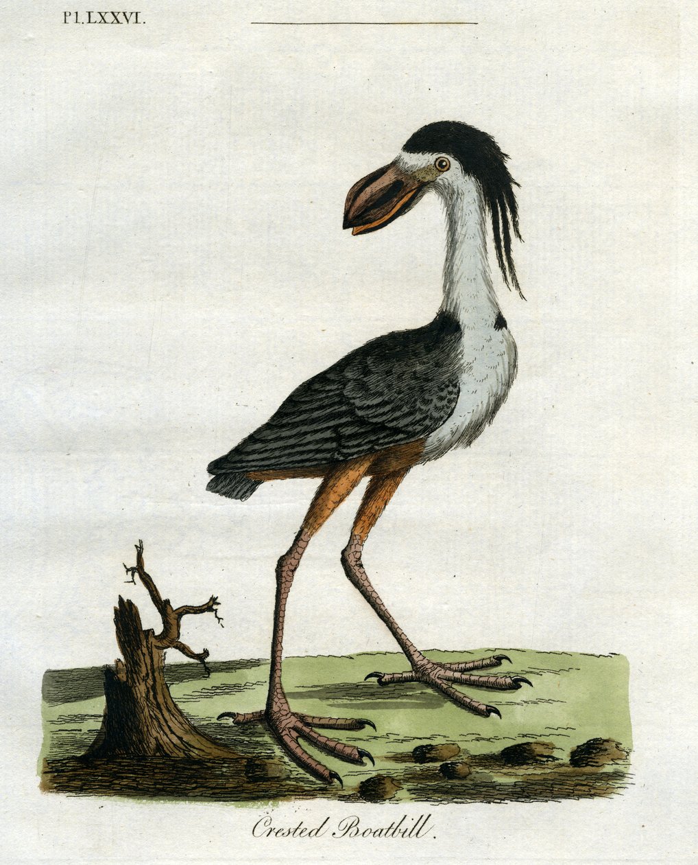 ಕ್ರೆಸ್ಟೆಡ್ ಬೋಟ್‌ಬಿಲ್, 1781-5 (ಕೈಬಣ್ಣದ ಕೆತ್ತನೆ) ಟರ್ಕ್ by John Latham
