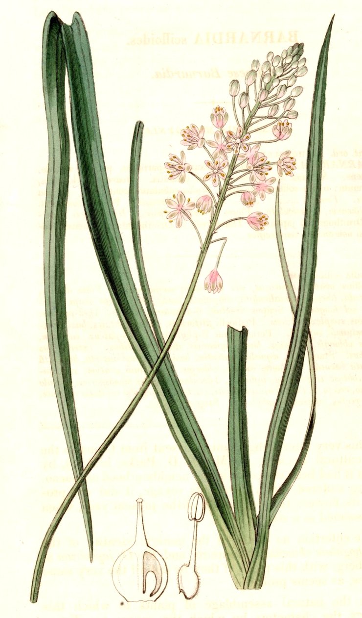 barnardia japonika by John Lindley