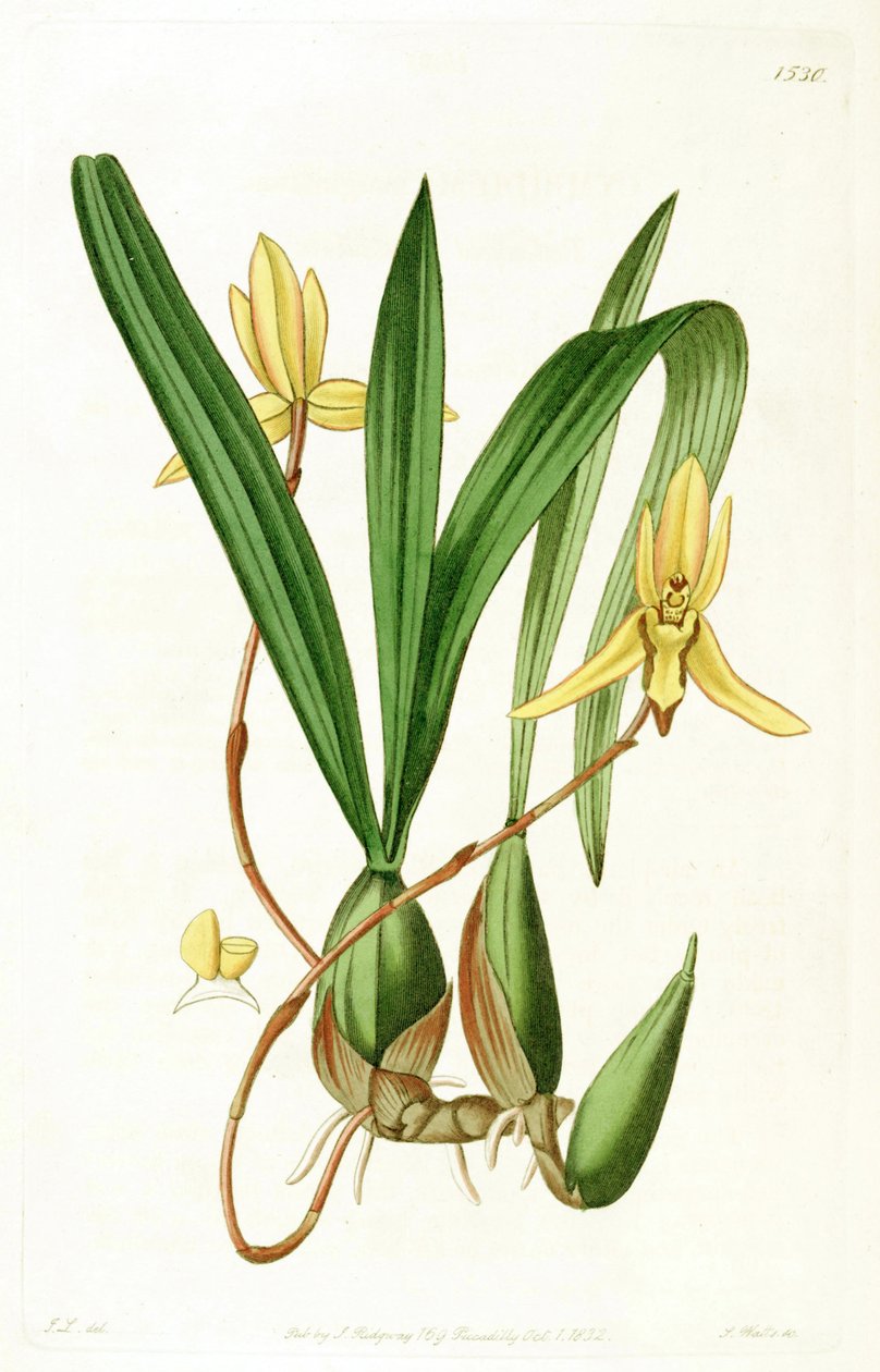 Brasiliorchis marginata (sensin. Cymbidium marginatum olarak) by John Lindley