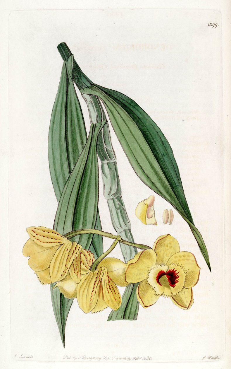 dendrobium kasımpatı by John Lindley