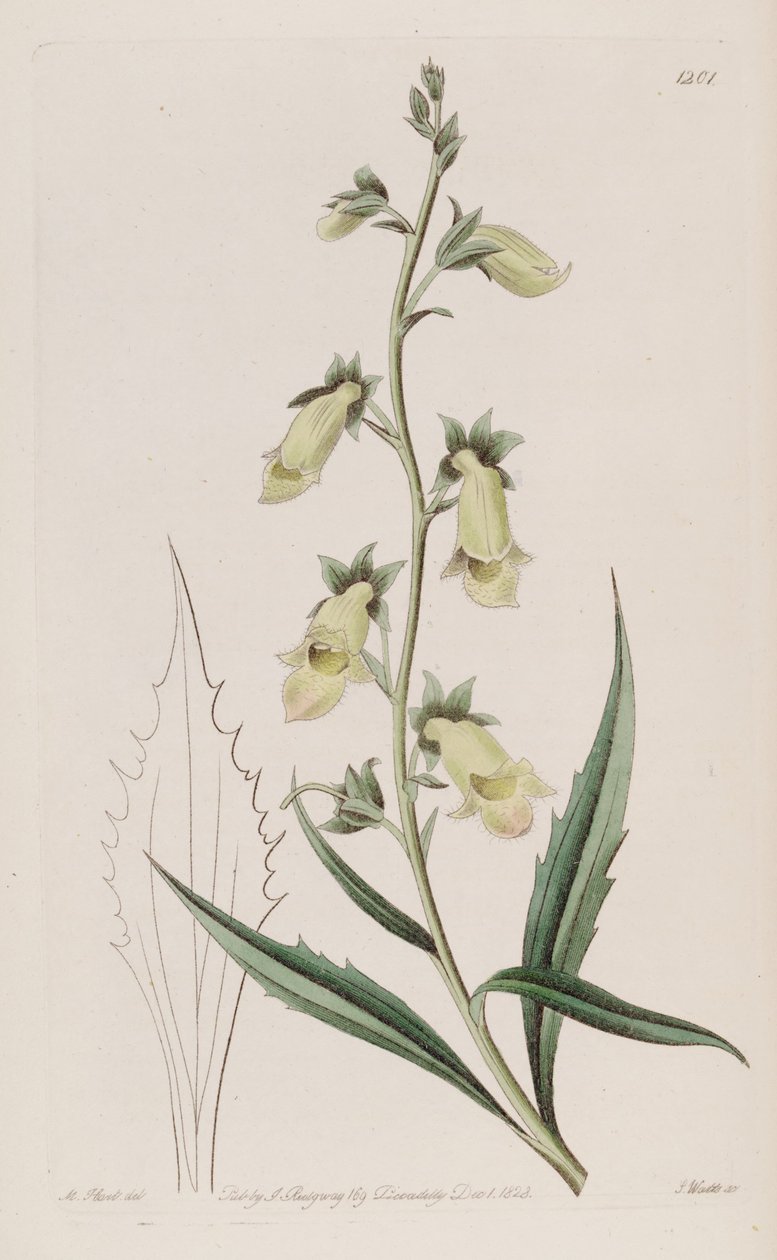 Digitalis obscura subsp. lakiniata by John Lindley