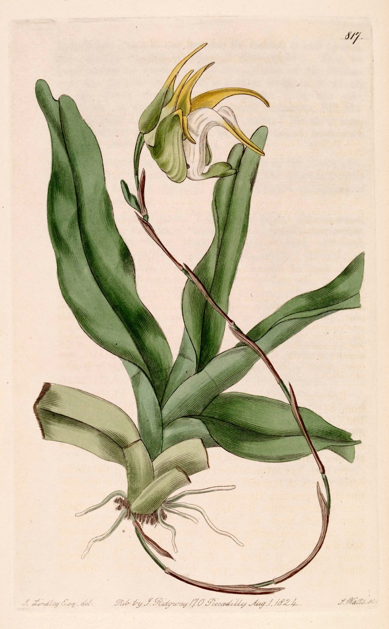Aeranthes grandiflora çizimi by John Lindley