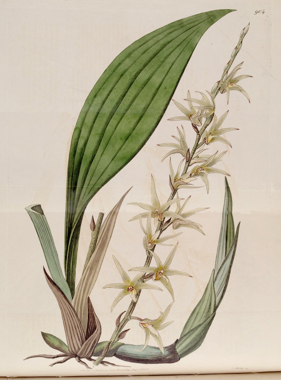 Eria javanica