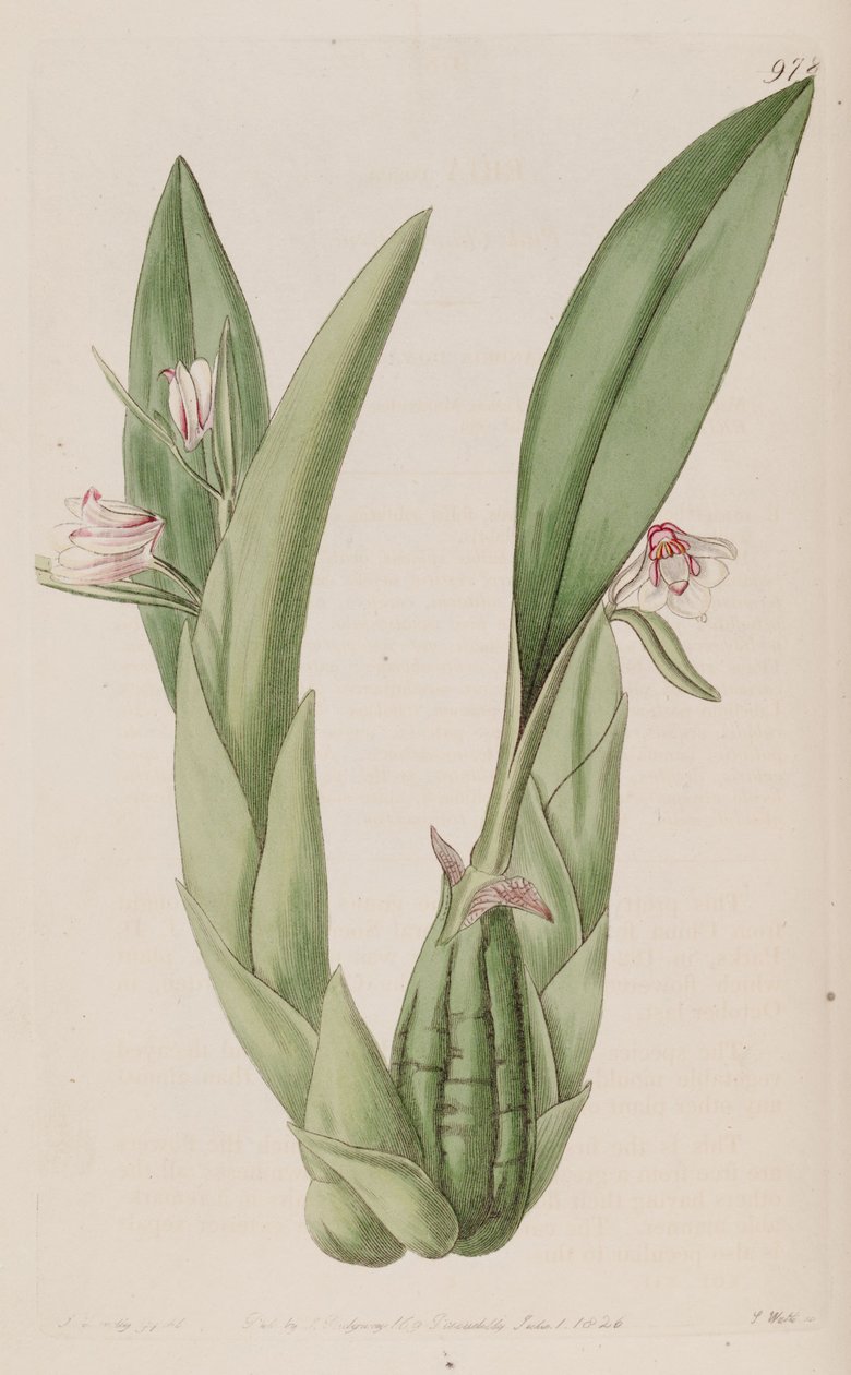 Eria rosea çizimi by John Lindley