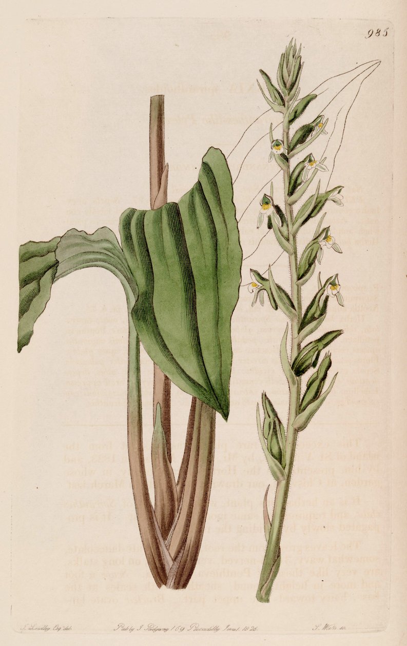 Pelexia adnata