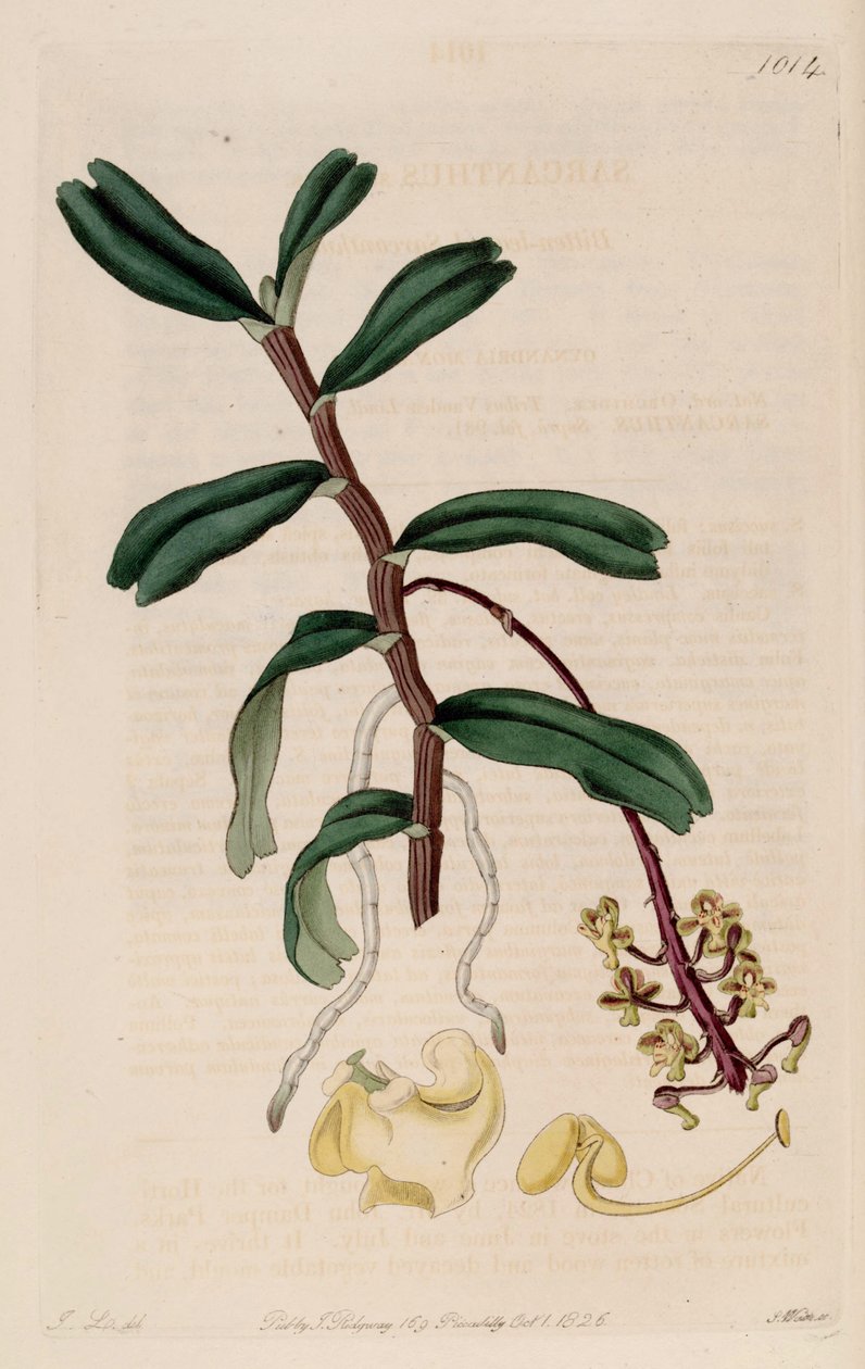 Robiquetia