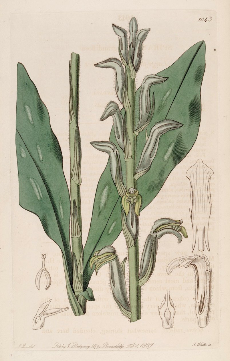 Sarcoglottis grandiflora