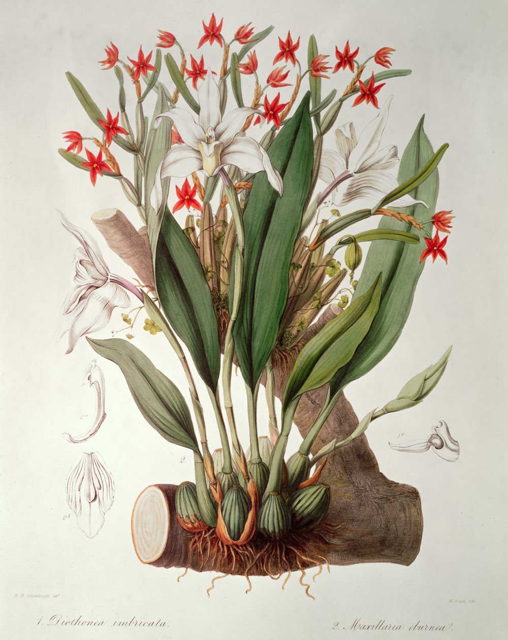 Orkide: "SertumOrchidaceum"dan Diothonca imbricata ve Maxillaria fildişi, 1838 by John Lindley