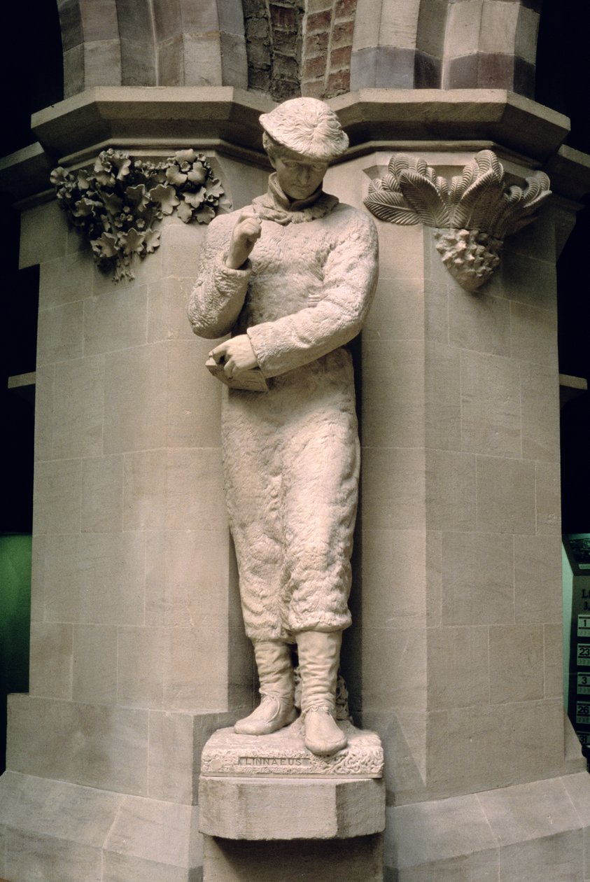 Charles Linnaeus (1707-1778) by John Lucas Tupper