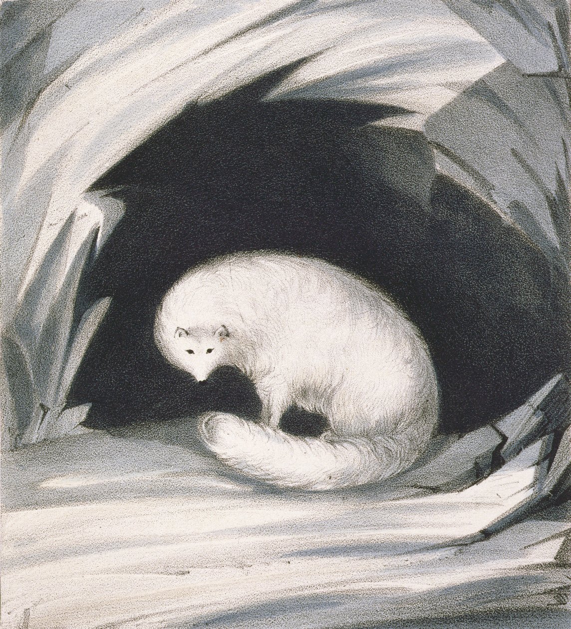 Arctic Fox, Sir John Ross (1777-1836) tarafından kazınmış, 