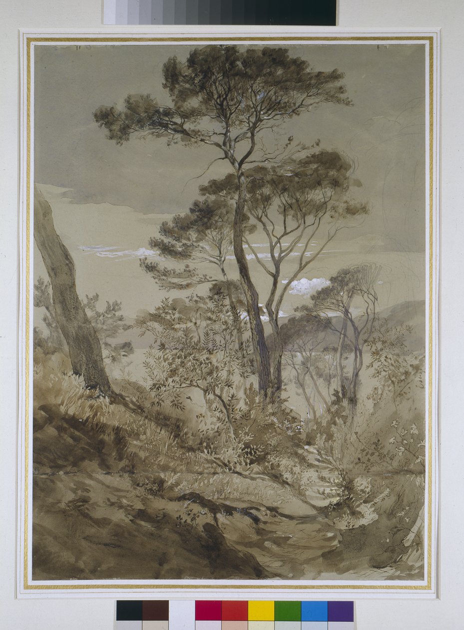 Sestri'de Stone Pines, Cenova Körfezi, 30 Nisan 1845 (kalem yıkamalı ve kağıt üzerinde beyaz gövde rengi) by John Ruskin