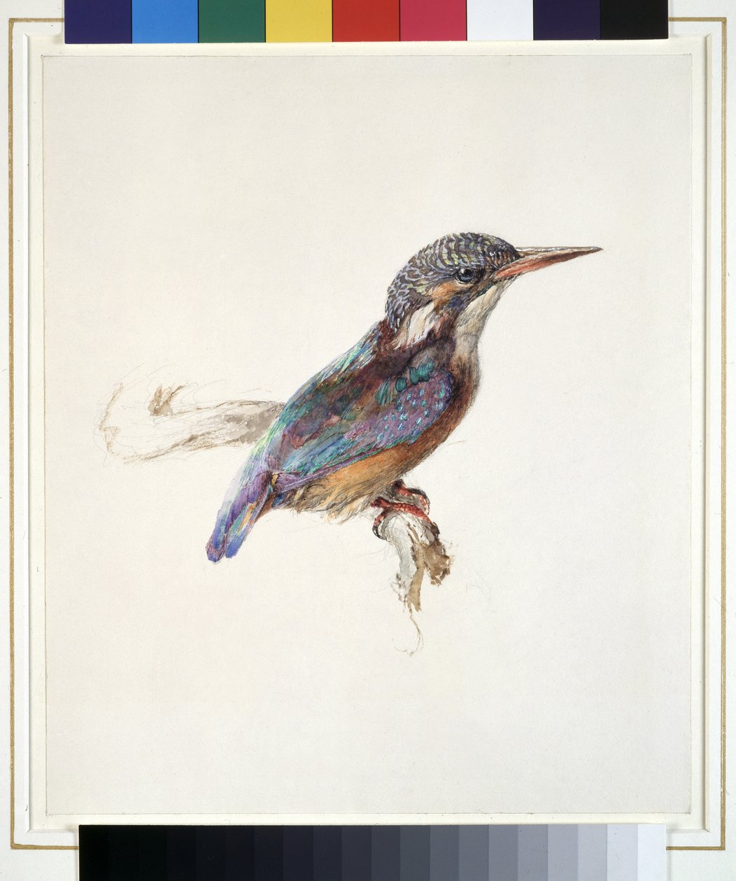 Bir Kingfisher Çalışması, Baskın Renk Referansı ile, muhtemelen Ekim 1871 (dokuma kağıt üzerinde grafit üzerine suluboya ve gövde rengi) by John Ruskin