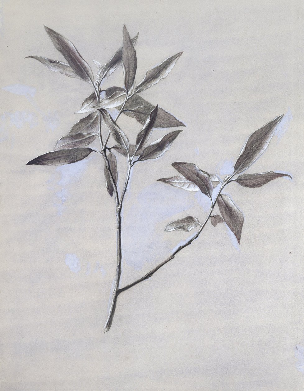 1878'den sonra Verona'da toplanan kurutulmuş Zeytin Spreyinin alt yüzeyi (dokuma kağıt üzerine grafit üzerine suluboya ve gövde rengi) by John Ruskin
