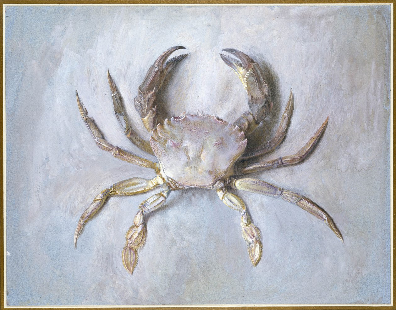 Kadife Yengeç, 1870-1 (kağıt üzerinde kurşun kalem üzerinde wc) by John Ruskin